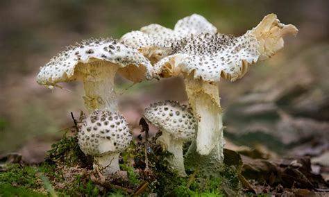 9 Different Types of Poisonous Mushrooms You Should Avoid - A-Z Animals