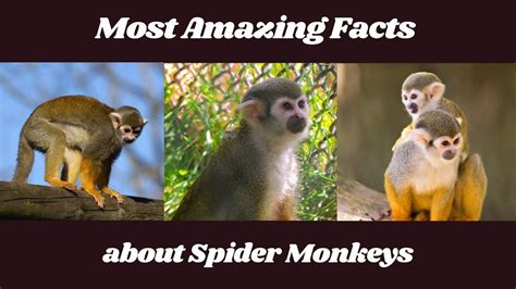 Spider Monkey Facts #shorts | Spider monkey, Animals wild, Fun facts