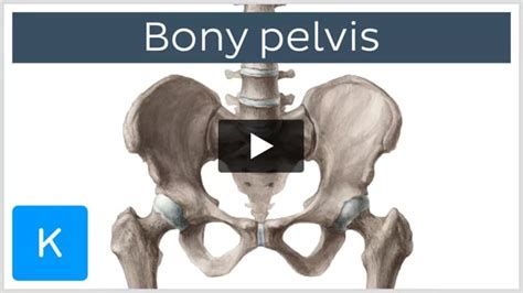 Pubic crest: Anatomy and structure | Kenhub