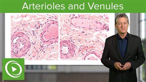 Arterioles & Venules: Main Differences – Histology | Lecturio - YouTube