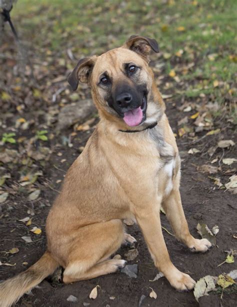 Boxer German Shepherd Lab Mix