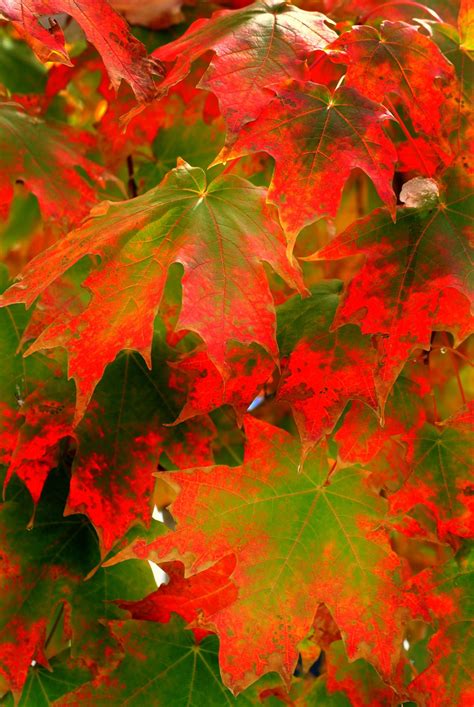 Sugar Maple Fall Colors by Nate Abbott | Maple falls, Macro flower ...