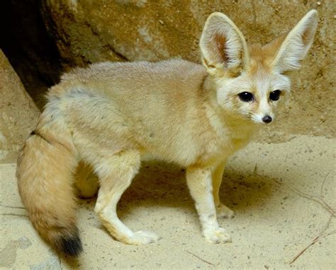 Fennec Fox Habitat