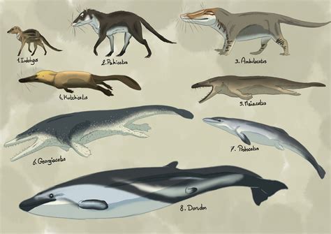 Whale evolution | Prehistoric animals, Prehistoric creatures ...