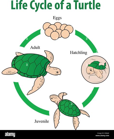 Vector illustration of Turtle life cycle Stock Vector Image & Art - Alamy