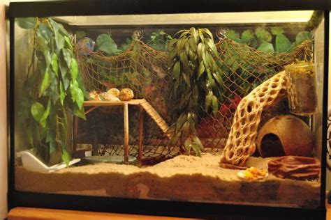 hermit crab tank setup ideas - Google Search | Hermit crab tank, Hermit ...