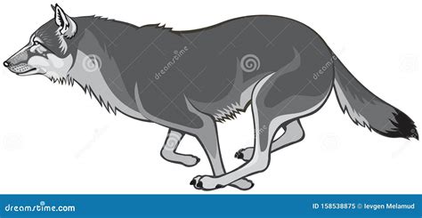 Wolf Run, Running Gray Wolf Vector Illustration Stock Vector ...