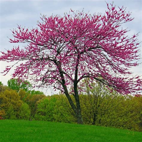 Eastern Redbud - The Living Urn