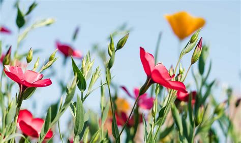 ¿Cuáles son las flores silvestres que no deben faltar en tu jardín?