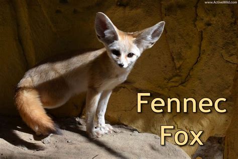 Fennec Fox Habitat