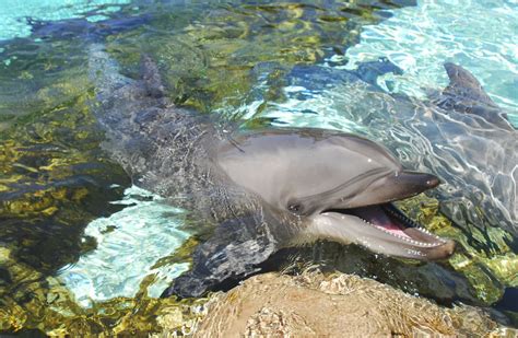 Dolphins: Characteristics, types, habitat, and more