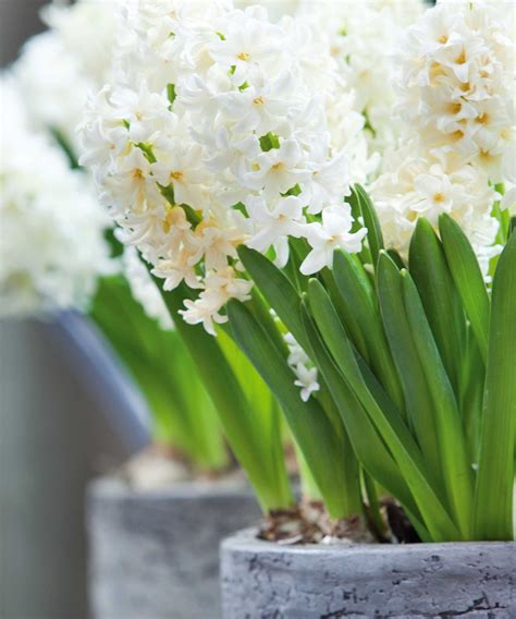 How and when to plant hyacinth bulbs: easy tips for a gorgeous spring ...