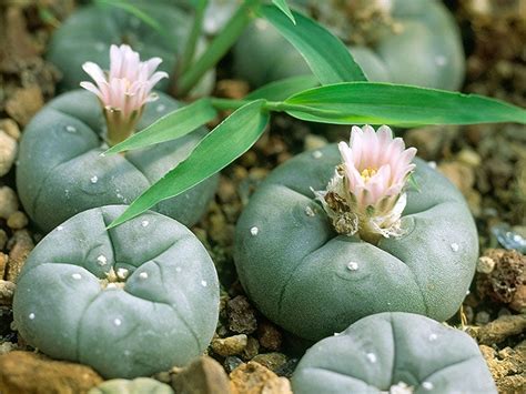 Peyote: Origins, effects, risks, and benefits