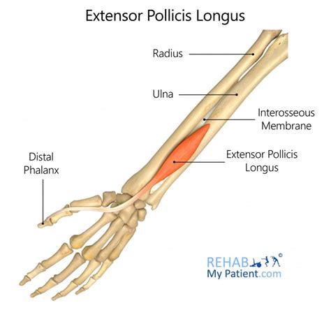 extensor-pollicis-longus | Physio Fusion