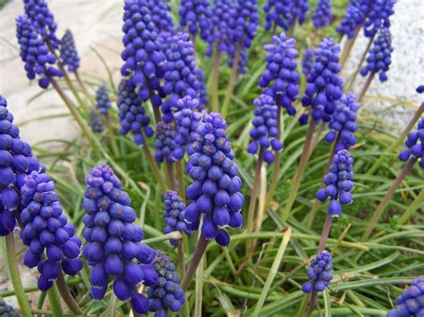 Grape hyacinth | Description & Facts | Britannica