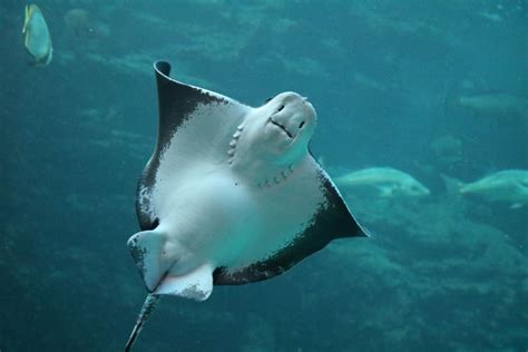 Two Oceans Aquarium Foundation | Our eagle rays are pregnant (cutest…