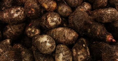 What is Yam? How to Plant, Grow, and Harvest Yam Root - Gardeners' Magazine