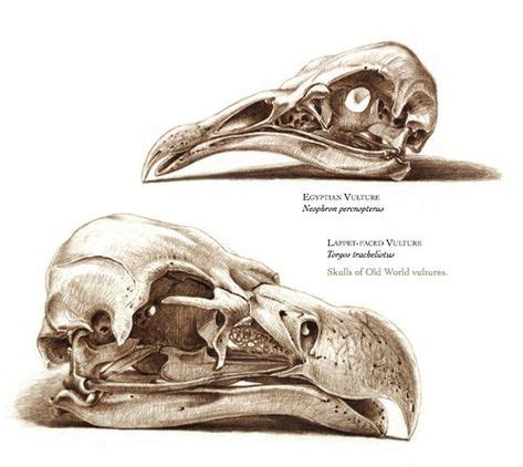 35 Best IS_VULTURE images | Animal anatomy, Animal skulls, Sculptures