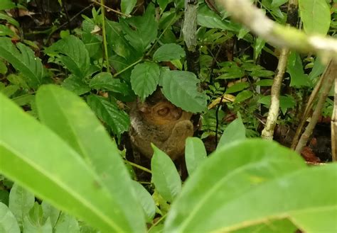 Tarsier Sanctuary or Loboc Conservation Area - Sightseeing in Bohol