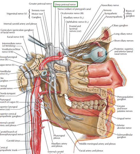 Head and Neck Anatomy: Petrosal Nerves