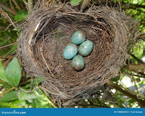 Common Blackbird (Turdus Merula) Nest with 4 Eggs Stock Image - Image ...