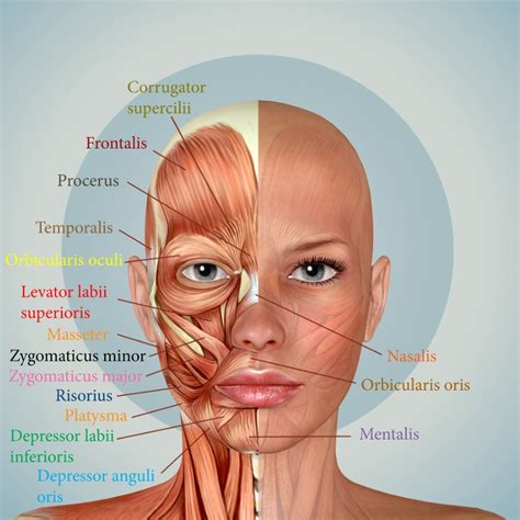 Muscles of the Head and Neck - MBLEx Guide