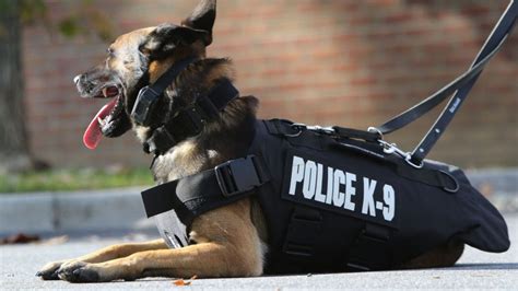 New Laws to Protect Police K-9 Units | Privacy For Cops