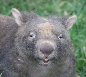 Teeth | Wombat Welfare