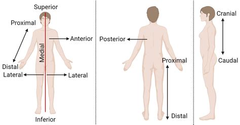 Anatomical Position: Planes, Variations, Applications