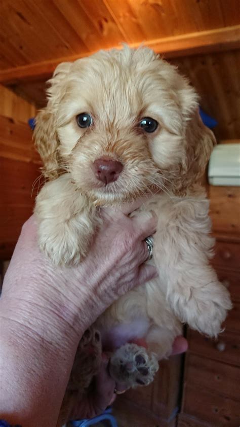 Cockapoo puppies ready to go to forever homes - Somerset Pet Services