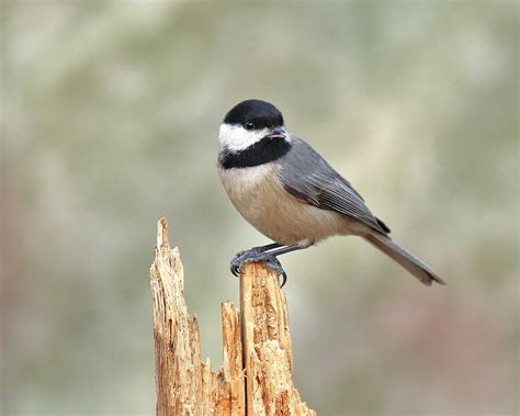 Carolina Chickadee | Audubon Field Guide