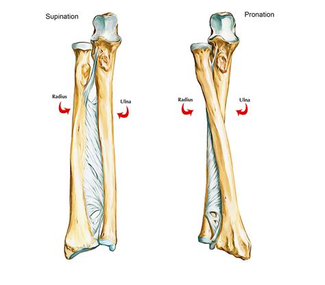 How To Differentiate The Ulna And The Radius Bones In A