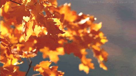 Autumn Leaves Blowing Pictures, Photos, and Images for Facebook, Tumblr ...