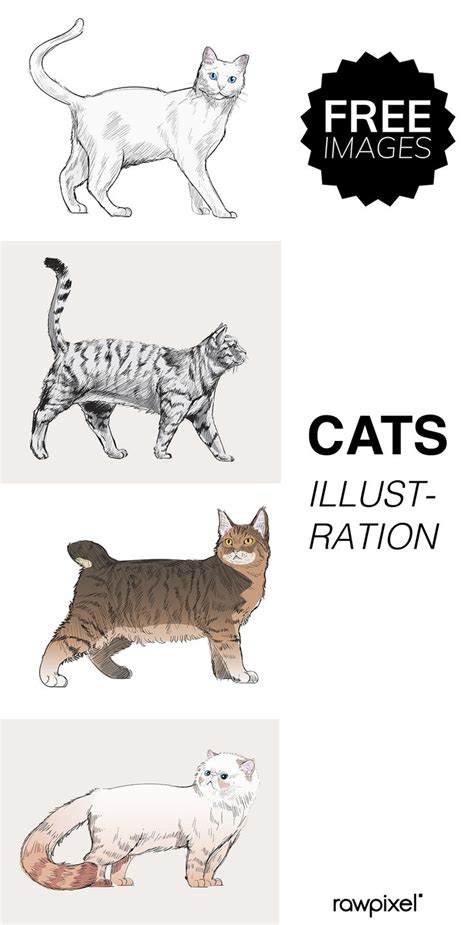 Download Free Cat Illustrations