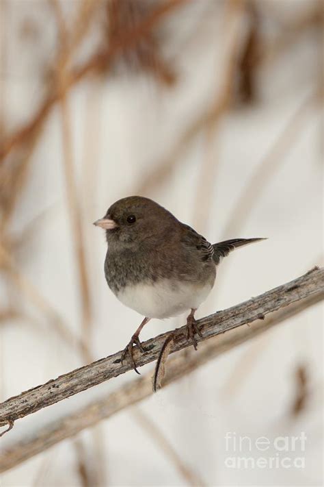 Dark-eyed Junco in a Winter Setting Photograph by John Harmon - Fine ...