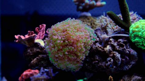 Frogspawn Coral Care: Placement, Feeding, Fragging • (Guide)