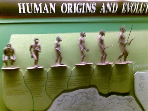 Human Evolution Stages