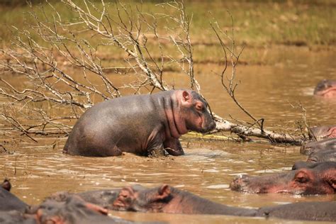 Hippo Facts, Information, Pictures & Vidoe's learn more about Hippos