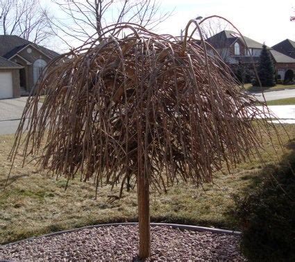 How To Prune A Weeping Mulberry ? - Landscaping & Lawn Care - DIY ...