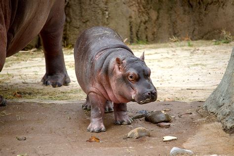 Five questions with the Dallas Zoo about baby hippo Kalo - Oak Cliff