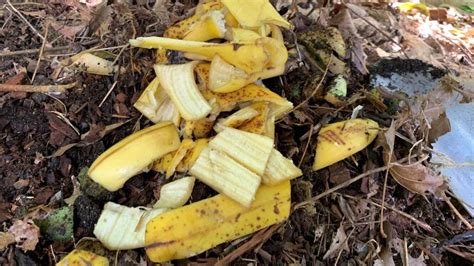 How to Compost Banana Peels - Eco Family Life