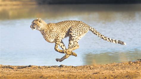 Are There Cheetahs In India? Exploring Indias Elusive Big Cats