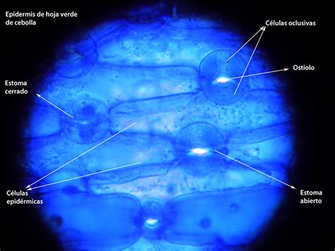 CIENCIAS NATURALES 1 OJA: OBSERVACIÓN DE CÉLULAS VEGETALES