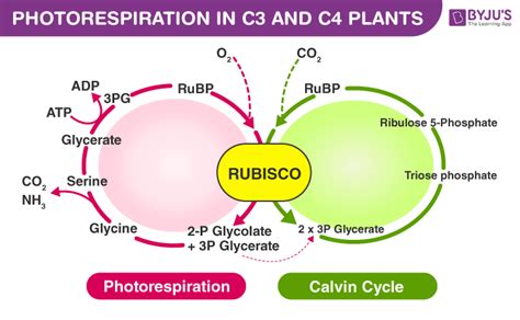 Photorespiration-Overview and Significances In C3 & C4 Plants