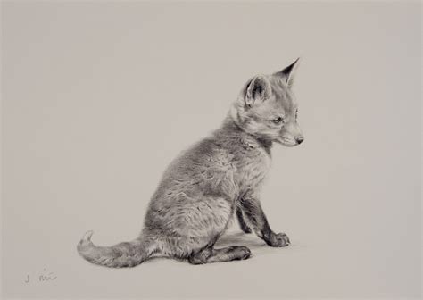 Sitting Fox Drawing at GetDrawings | Free download