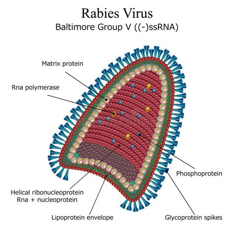 Diagram Of Rabies Virus Particle Structure Stock Illustration - Image ...