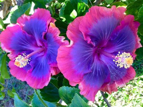 20 Pink Purple Blue Hibiscus Seeds Flower Flowers Seed | Etsy