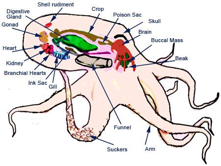 Octopus Circulatory System