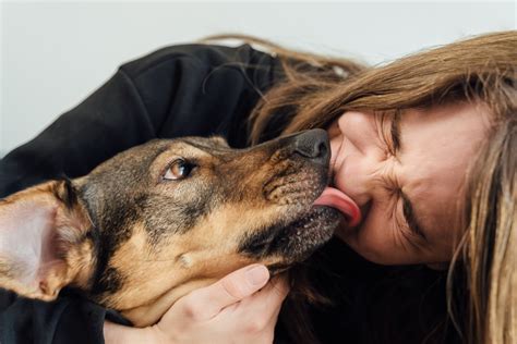 Here's Why Dogs Love To Lick Their Owners | PawTracks