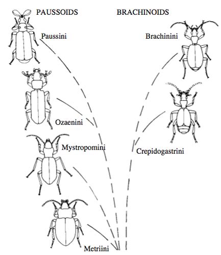 Evolution - The Bombardier Beetle